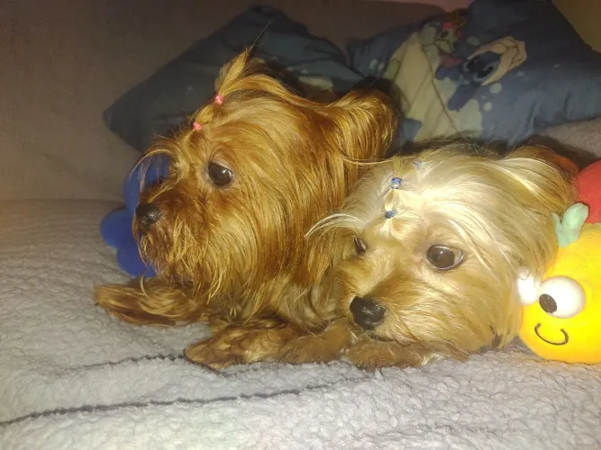 Vendo lindos filhotes da raça Yorkshire Terrier