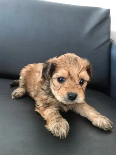 Cachorro ilasa com yorkshire caminha brinde