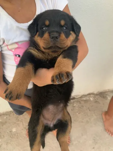Rottweiler 