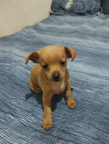 Cachorro