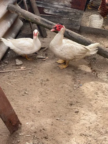 ? Aves de Criação à Venda - Galinhas, Patos, Perus, Pintinhos e Frangos