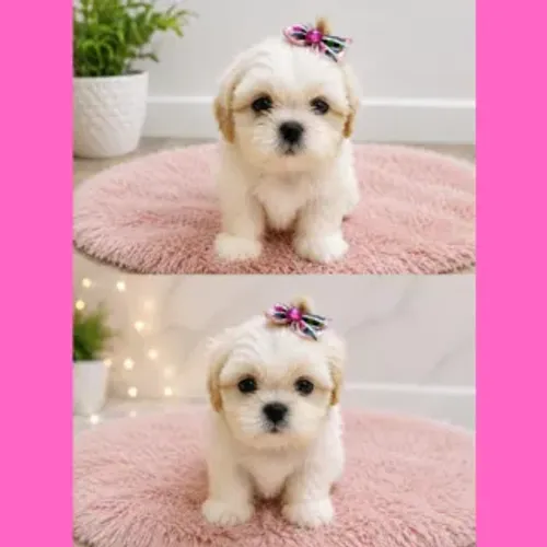 Shih Tzu Shitzu Fêmea Dourada - Pronta Entrega