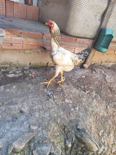 Galinha índia boa grande 