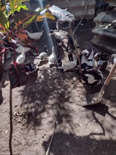 Patos