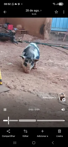 Vendo 2 porquinhas