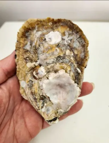 ostra do mar grande para artesanato, decoração ou coleção