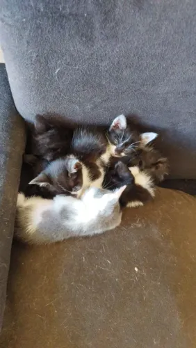 Doando gatos filhotes