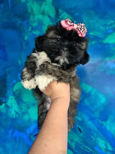 Belíssima fêmea De Lhasa Apso Bem Pequena disponível para entrega