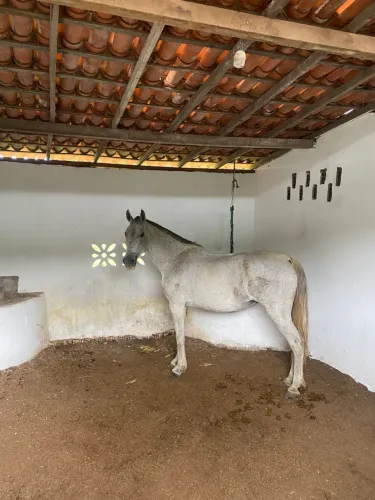 Égua mangalarga marchador 