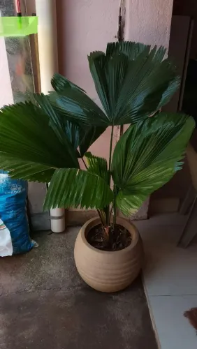Planta