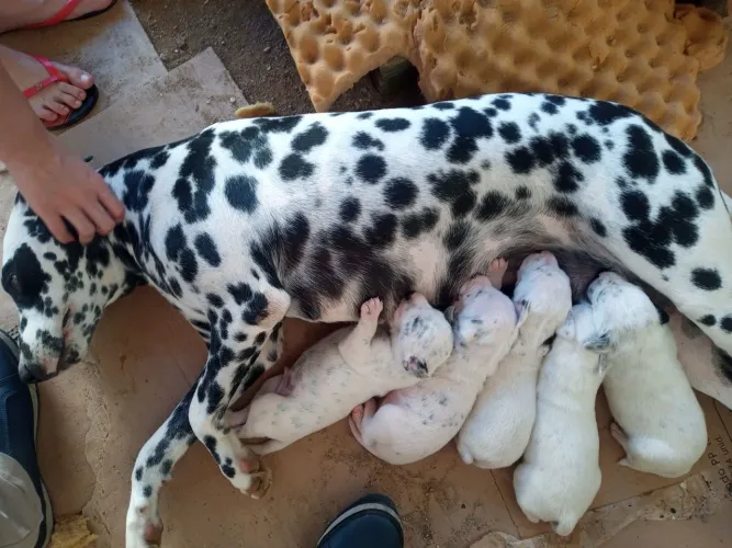 LINDOS FILHOTES ORIGINAIS DÁLMATAS PUROS
