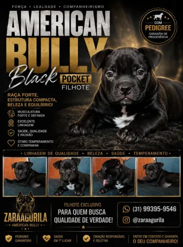 American buly poket Black com pedigree 