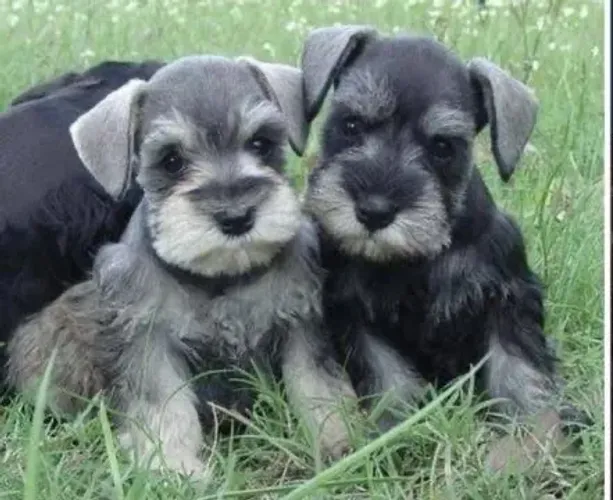 Schnauzer Mine
