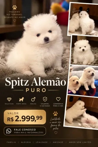 Lulu da pomerania Spitz