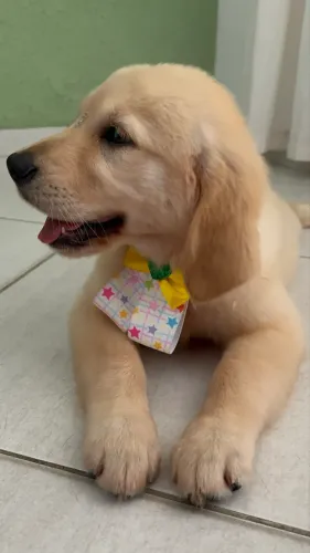 Golden Retriever disponível 