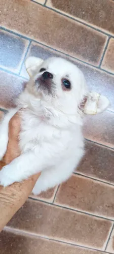 Chihuahua machinho