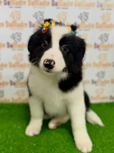 Border Collie Fêmea 