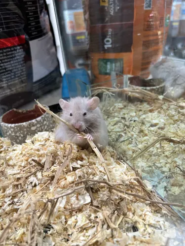 Hamster sírio peludo
