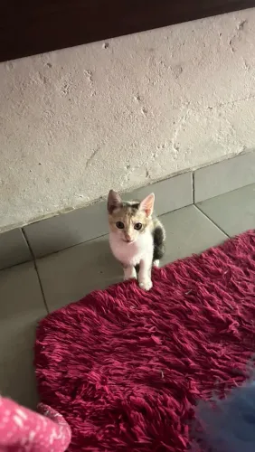 Doa-se gatinha