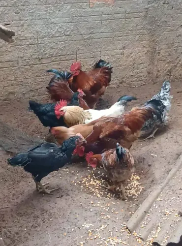 Vendo 5 galos novos