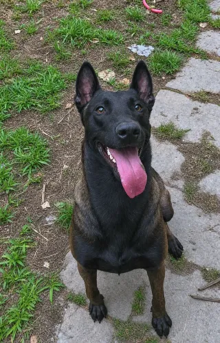 Padreador Pastor Belga Malinois