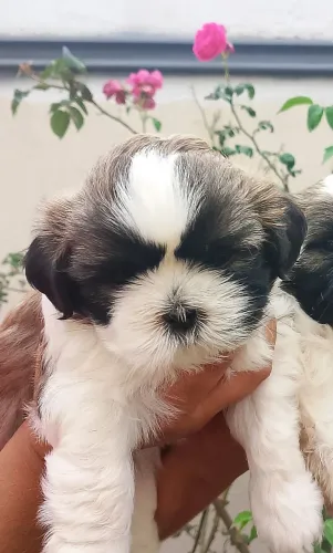 Vendo filhote de Shitzu macho com a primeira dose da vacina vermífugado.