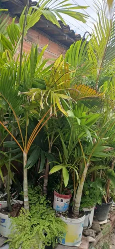 Palmeira 30 palmeira cada um custa30 reais