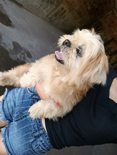 Cachorro shitzu