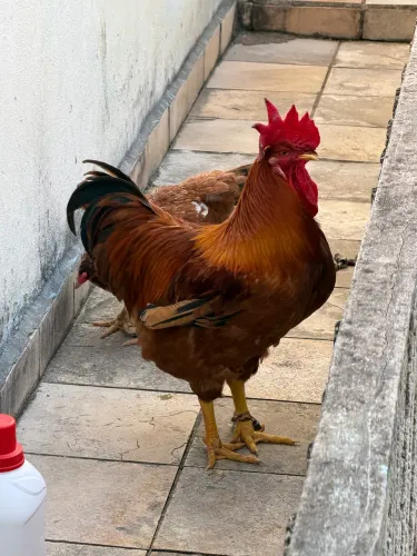 VENDE-SE CASAL DE GALINHA (GALINHA E GALO)
