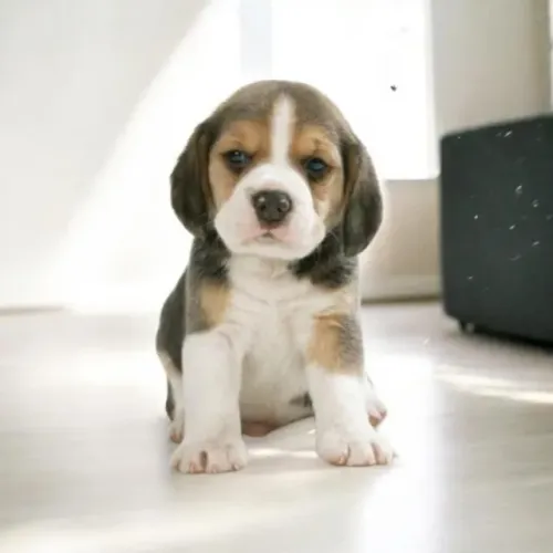 Beagle Mini Filhotes Devidamente Vacinados.
