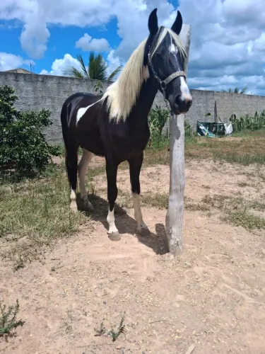 Potro pampo de preto manga larga macha picada filho do Galã Apache idade Um ano e quatro  