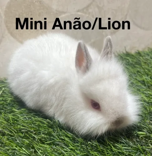Mini Lion e mini anão