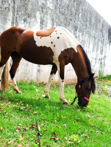Égua pampa de castanho homozigoto  enxertada 