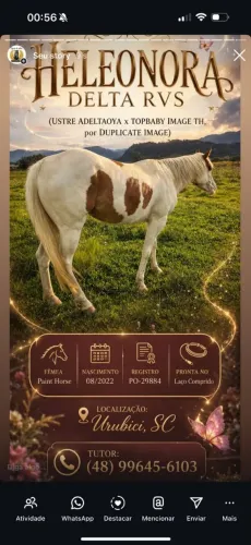 Potra Paint horse