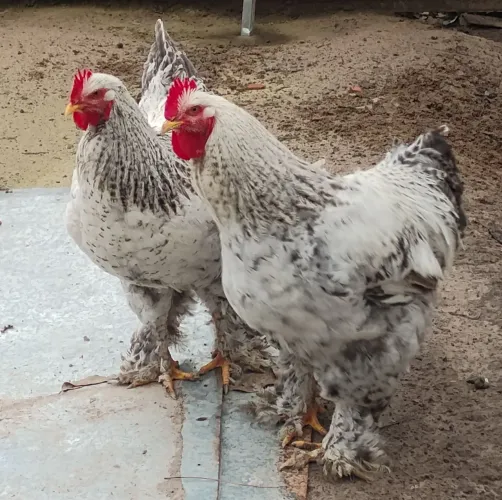 Frangos Brahma