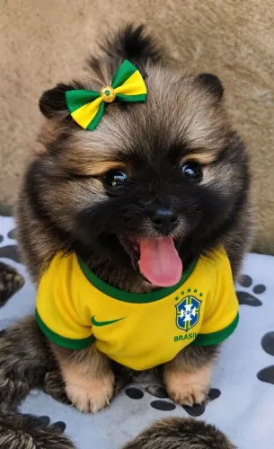 SpitZ alemão femea promoção 