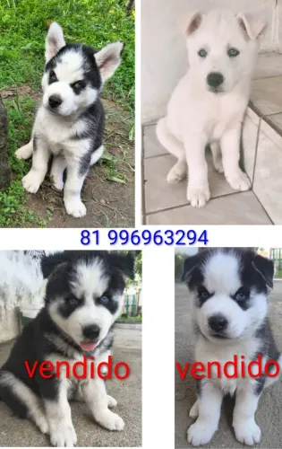 Filhotes de Husky Siberiano, puros.