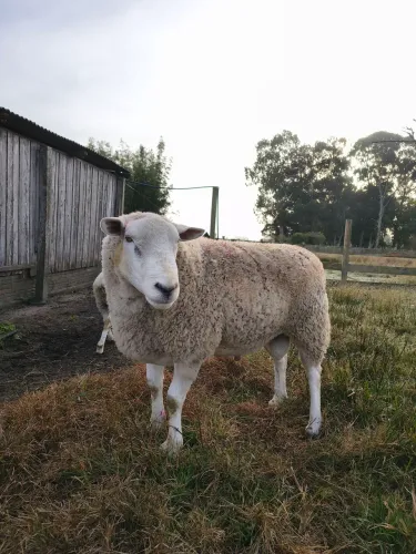 Vendo Carneiro Texel