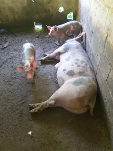 Porco, suinos. matrizes e Leitão.