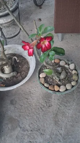 Rosa do Deserto