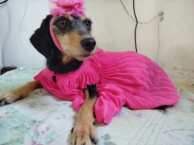 Cachorra  - vira lata 