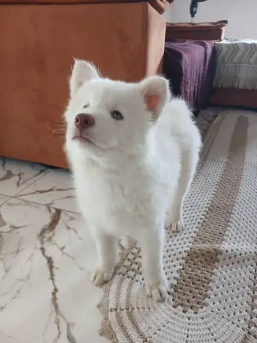 Husky filhote