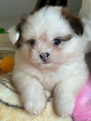 Lindo Filhote de Shitzu com Spitz à Venda! Macho 