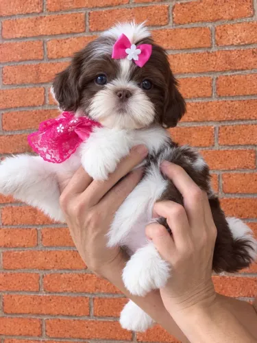Os mais lindos filhotes de shih tzu