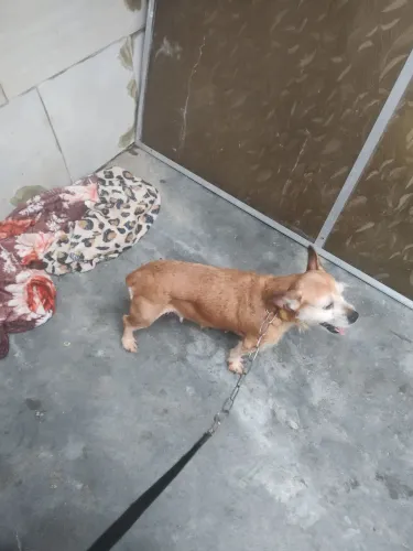  Doa se Fêmea mestiça Bulldog frances adulta