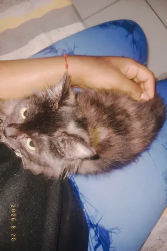 Gatinha pra doação