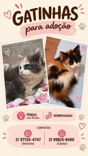 Gatinhas fêmeas para adoção