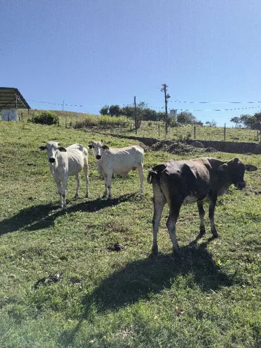 3 Vacas