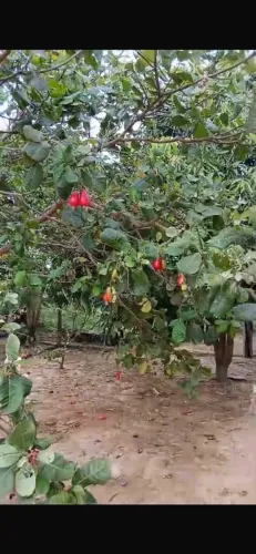 chácara a venda