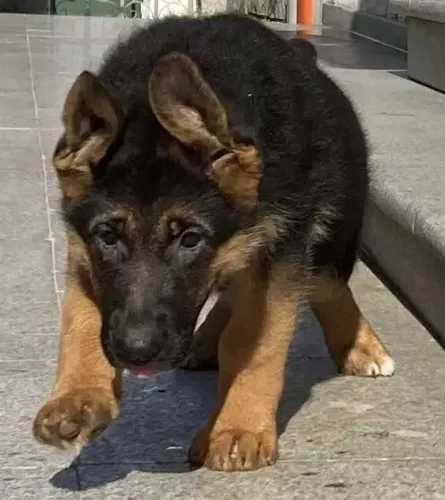Pastor Alemão Pedigree, Assistência veterinária gratuita. whats
